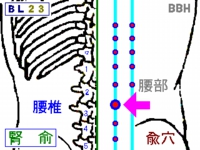脊柱管狭窄症の鍼灸（はりきゅう）治療で使用する腎兪（じんゆ）というツボの図解