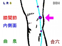 変形性膝関節症に効果のあるツボ「曲泉」の場所の図解
