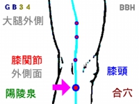 坐骨神経に対する鍼灸(はりきゅう)治療で効果のにある陽陵泉(ようりょうせん)というツボの場所を示した図解。