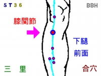 鍼灸（はりきゅう）治療で使用する足三里（あしさんり）というツボの場所を示した図解