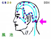 鞭打ち症の鍼灸（はりきゅう）治療で使用する風池（ふうち）というツボの図解